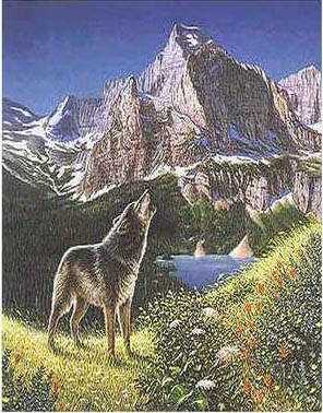 4wolf.jpg (32123 bytes)