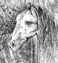 horsefrog1.jpg (22208 bytes)